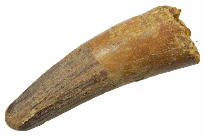 Fossil Spinosaurus Tooth - Feeding Worn Tip #349771